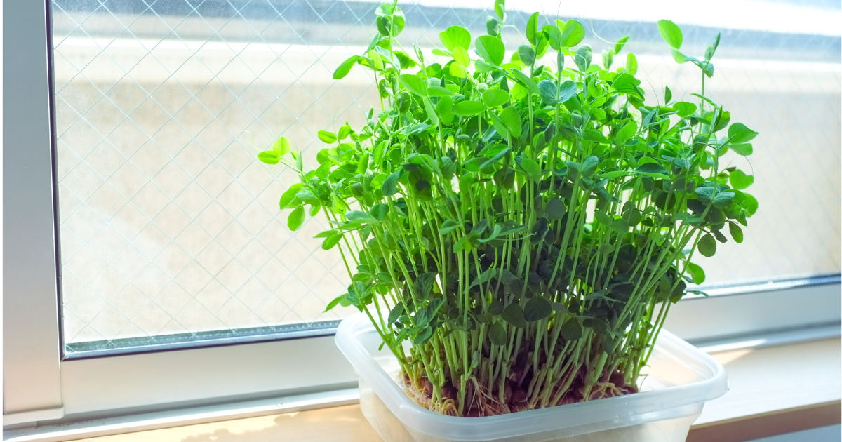 Iluminação para Microgreens: O Guia Essencial para Iniciantes Terem Sucesso no Cultivo Doméstico