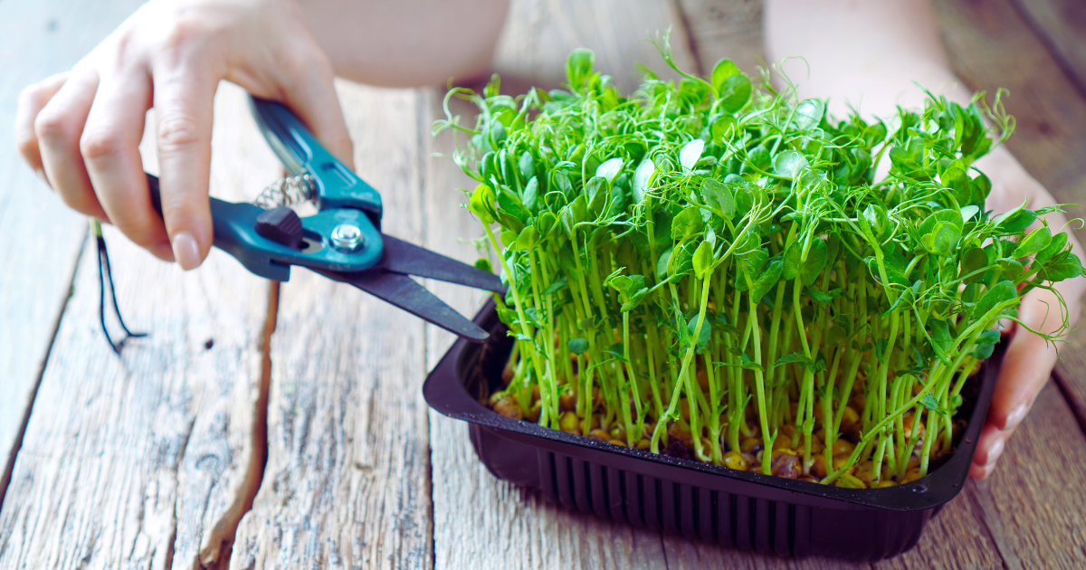 Como Colher Microgreens: O Guia Definitivo para Maximizar o Sabor e a Durabilidade da Sua Colheita