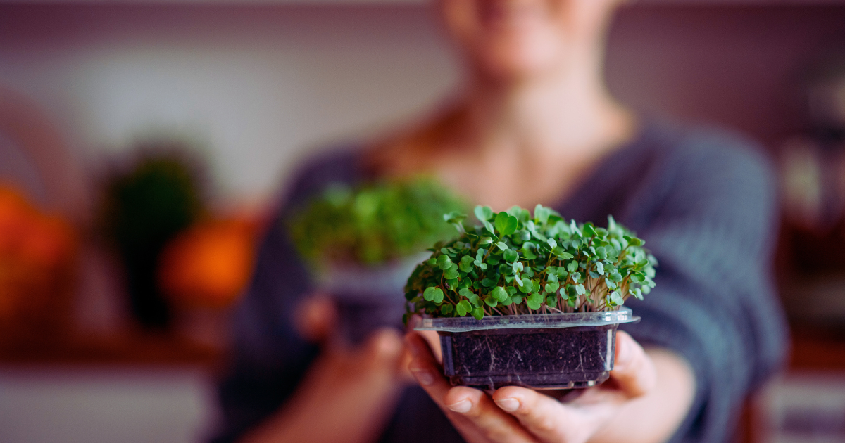 Microgreens Sem Mistério: Desvende os Erros Comuns e Cultive com Confiança Desde o Início