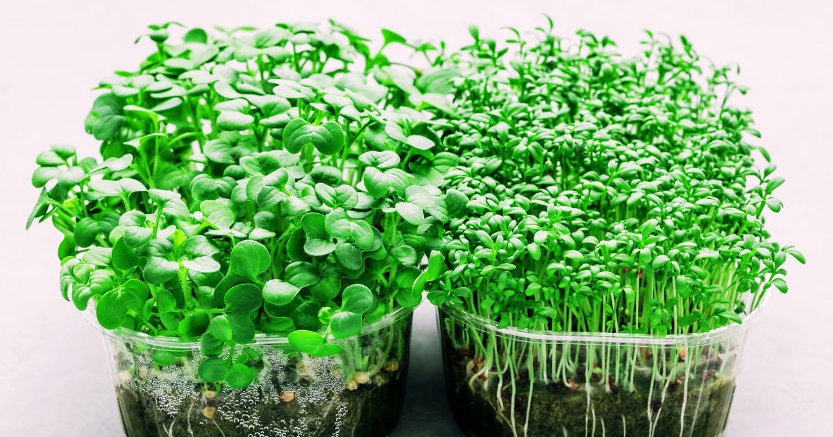 Microgreens: Antioxidantes Poderosos Contra o Estresse Oxidativo