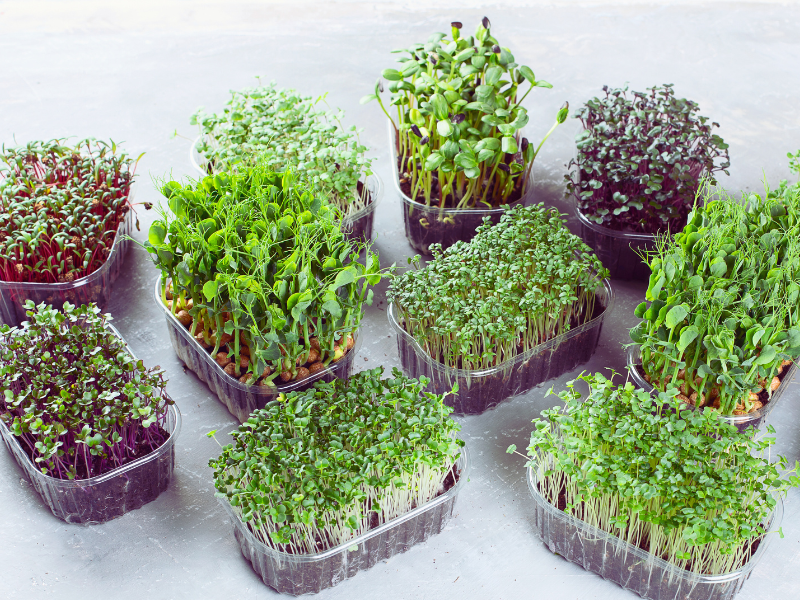 Microgreens para Começar: As 7 Variedades Mais Fáceis e Saborosas para o Seu Primeiro Cultivo!